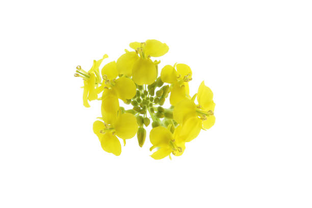 istock flowers of rapeseed on a white background 1481852462