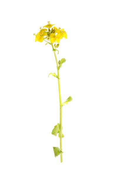 istock flowers of rapeseed on a white background 1481852473