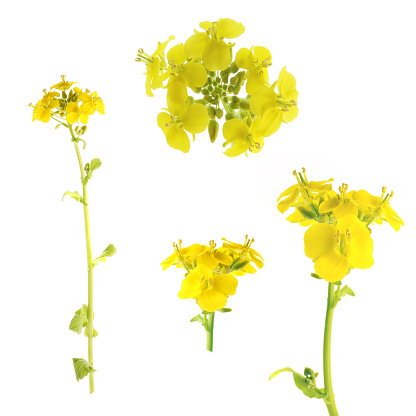 yellow flowers of rapeseed isolated on a white background