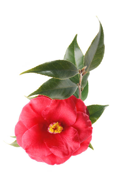 istock flowers of camellia isolated on a white background 1481852636