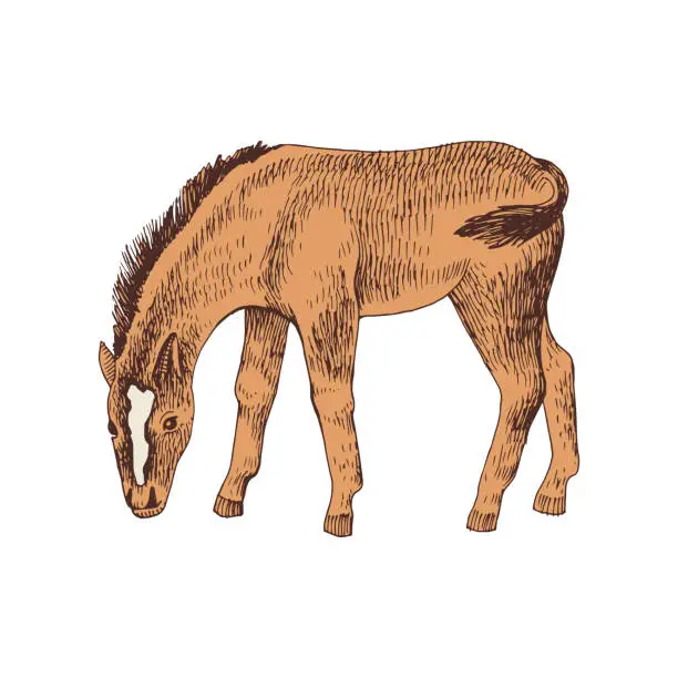 Vector illustration of Hand drawn sketch of foal grazing