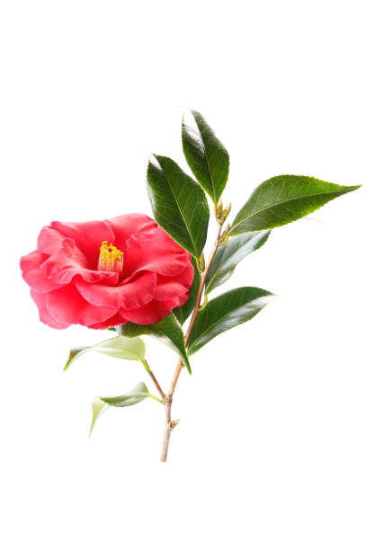 istock flowers of camellia isolated on a white background 1481852820