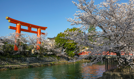 Kyoto, Japan - March 28, 2023: Views of the Okazaki canal with cherry blossoms and the Heian Jingu Shrine Grand Torii in Kyoto, Japan.