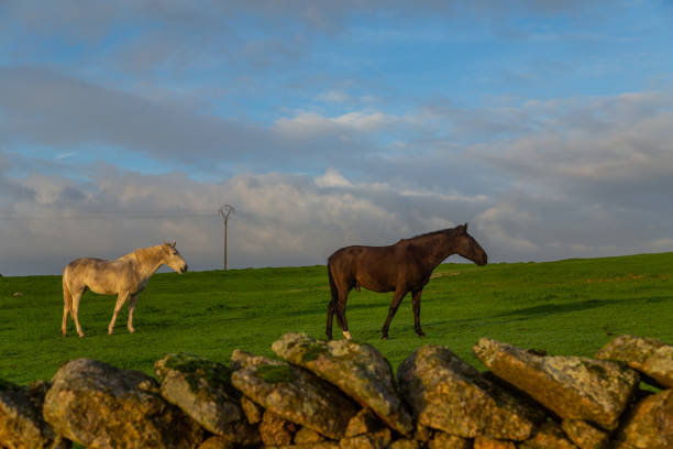 Two horses in a field in Extremadura with sunset light. Spain