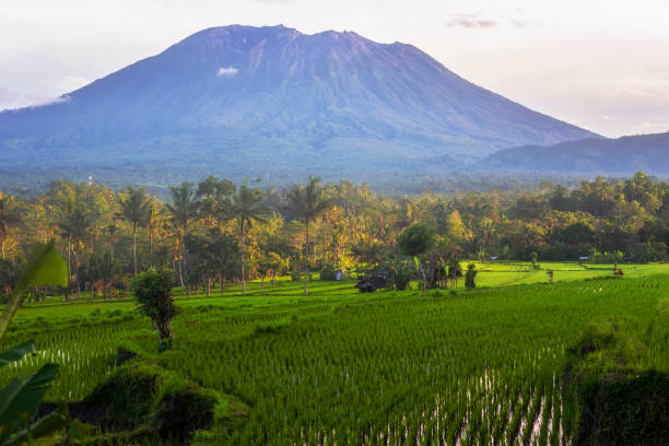 istock Paddy Fields View of Sidemen Bali 1481854011