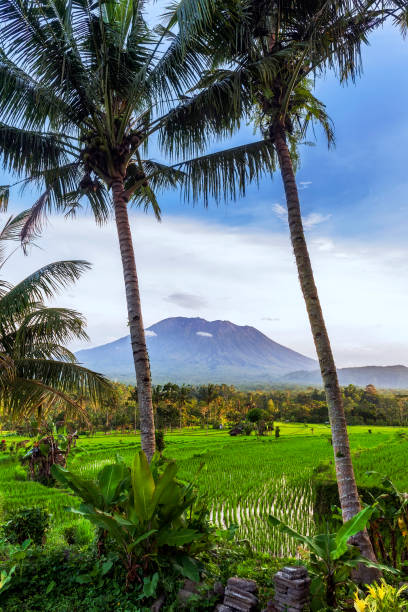 istock Paddy Fields View of Sidemen Bali 1481854014