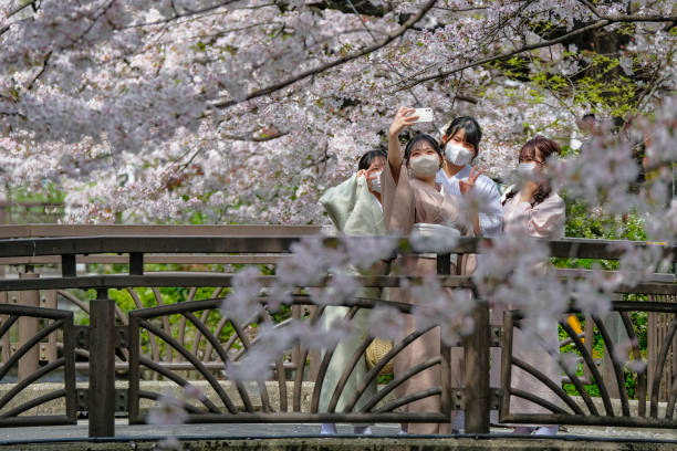Cerisiers en fleurs à Kyoto, Japon - Photo