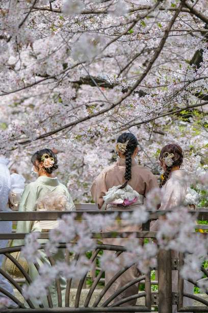 Cerisiers en fleurs à Kyoto, Japon - Photo