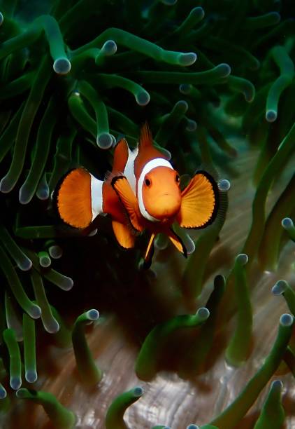 istock Underwater closeup of Anemone fish 1481855685