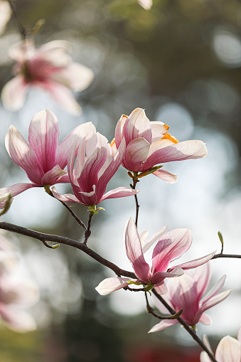 Magnolia Flowers buds - golden and pink one isolated on white background