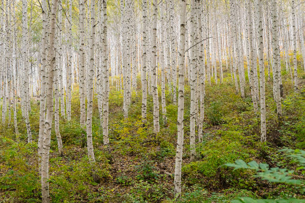 Free Stock Photo of View of Autumn Birch Trees | Download Free Images ...