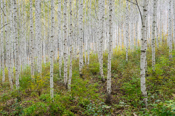Free Stock Photo of Scenic View Of Autumn Birch Forest | Download Free ...
