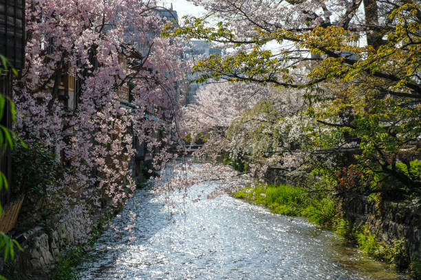 istock Cherry blossoms in Kyoto, Japan 1481856351