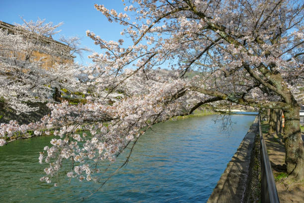 istock Cherry blossom in Japan 1481856355