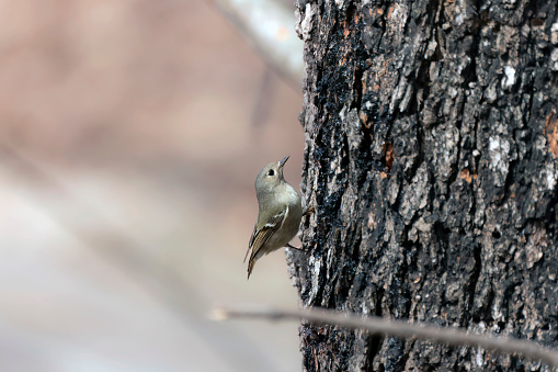 Ruby-crowned Kinglet. In the spring, woodpeckers make holes in a tree from which sweet sap flows.\nOther birds also fly to these places, drinking this sweet sap