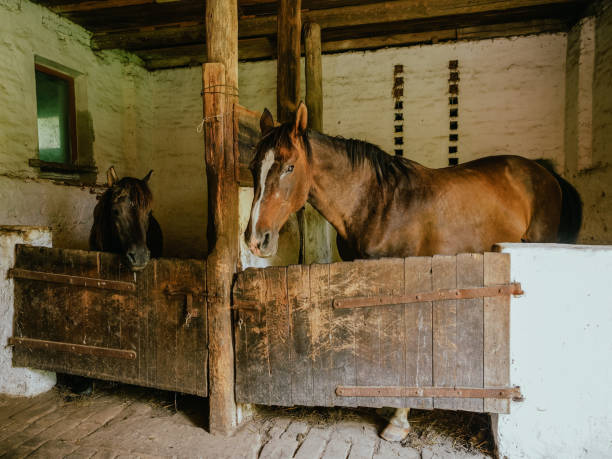 istock two horses in a stable, countryside farm lifestyle 1481858433