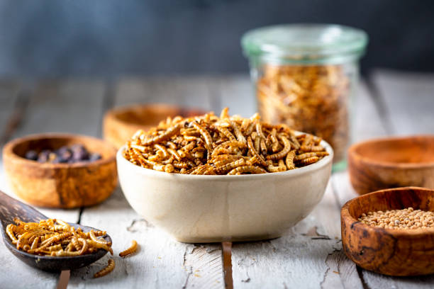 istock Edible insects as meat substitute. Mealworm - Tenebrio molitor. 1481858480