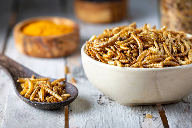 istock Edible insects as meat substitute. Mealworm - Tenebrio molitor. 1481858494