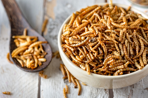 Edible insects as meat substitute. Mealworm - Tenebrio molitor.
