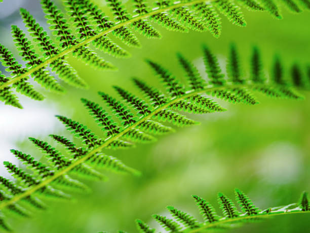 istock green tiny fern twig, abstract nature background 1481858549