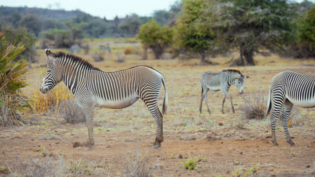 SLOW MOTION of One zebra kicks another, within a group