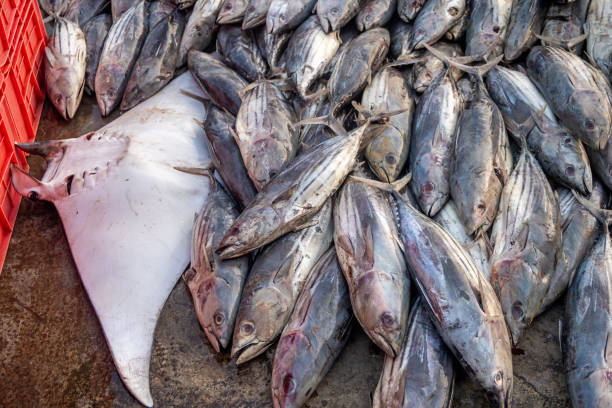 One manta ray and a catch of bonitos at a fishmongers shop at the morning fish market in Mirissa outside Galle which is the most southern city in Sri Lanka