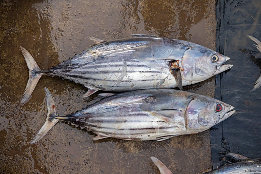 Bonito or small tuna fish at a fishmongers shop at the morning fish market in Mirissa outside Galle which is the most southern city in Sri Lanka