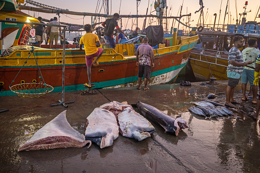 Mirissa - Galle, Sri Lanka - February 12th 2023:     Pieces of butchered manta rays and other fish at the morning fish market in Mirissa outside Galle which is the most southern city in Sri Lanka