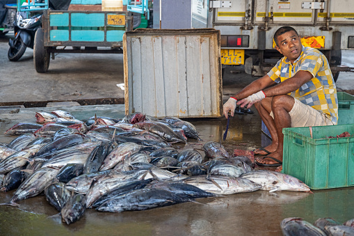 Mirissa - Galle, Sri Lanka - February 12th 2023:  Man with a heap of bonito tuna fishes at a fishmongers shop at the morning fish market in Mirissa outside Galle which is the most southern city in Sri Lanka