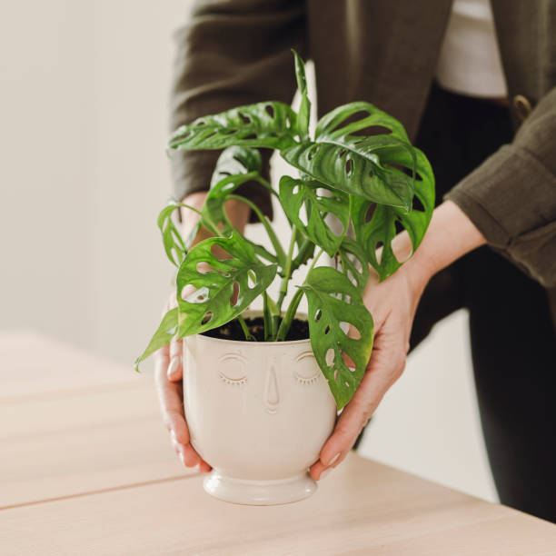 Woman holding potted houseplant indoors at home monstera stock photo