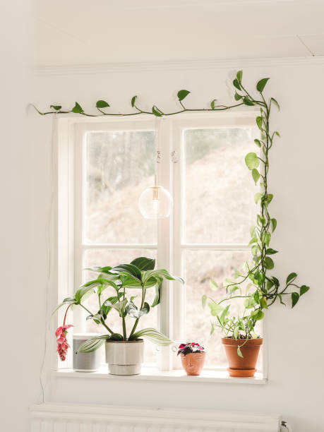 istock Epipremnum aureum golden pothos growing around a window at home 1481861247
