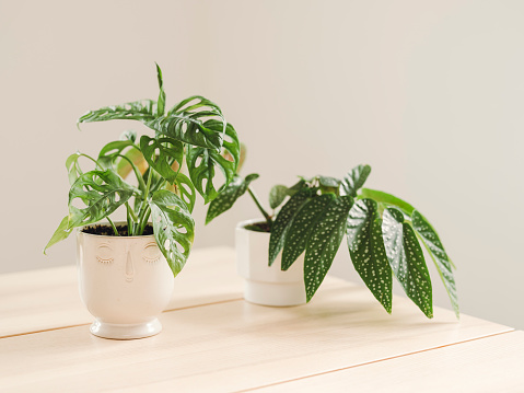 Potted houseplant indoors at home monstera polka dot begonia
Photo taken indoors with strobe light as fill to natural light