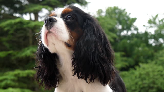 Cavalier King Charles Spaniel, Portrait of Male, France, Real Time 4K