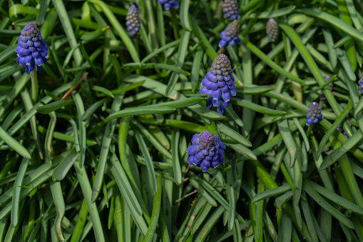 Grape hyacinth blue bell spring flowers