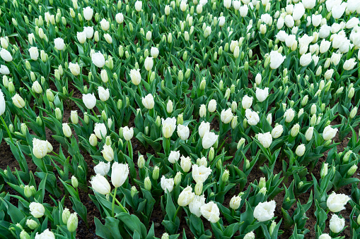 Flower bed with tulips and viola tricolor