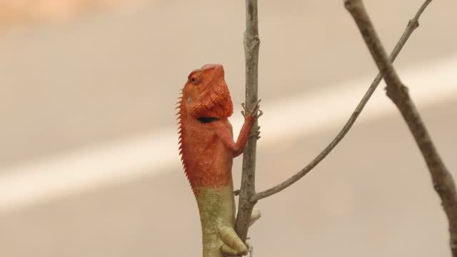 Changeable Lizard, Red-headed Lizard, Indian Garden Lizard