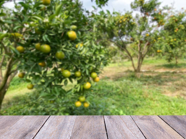 istock Empty wooden table with free space over orange trees, orange field background 1481864059