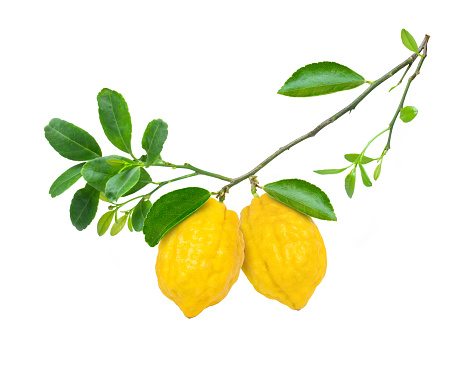 Rough lemon (Tahiti or citrus jambhiri lemon) hang on tree branch with green leaf isolated on white background