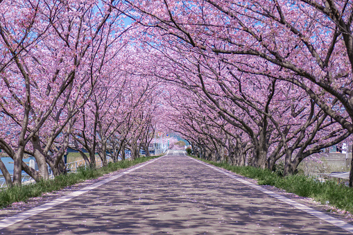 Pink Cherry blossom in full bloom on Cherry trees (Prunus 'Kanzan') during a beautiful spring day. The flower leaves are starting to fall on the grass in the park.