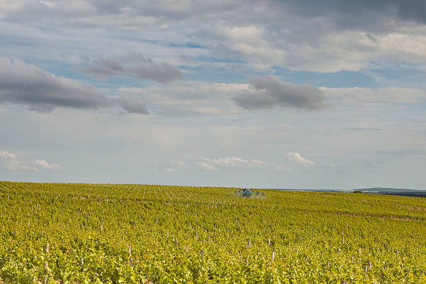 sancerre vignobles - berry fruit green nature fruit photos et images de collection