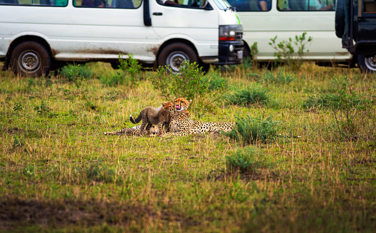 Cheetah mother with cubs surrounded by safari cars with watching tourists in Maasai Mara National Reserve, Kenya. Concept of mass tourism.