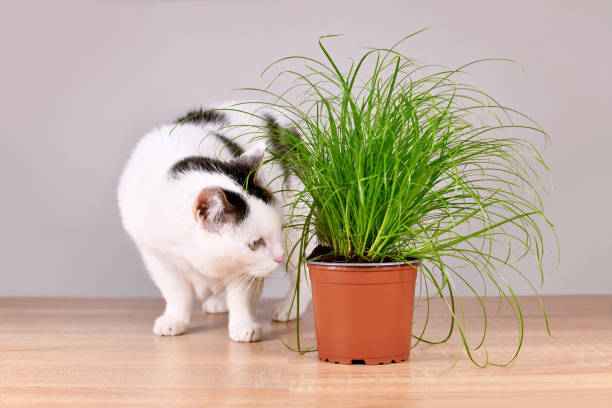 istock Cat next to potted grass 'Cyperus Zumula' used for cats 1481866098