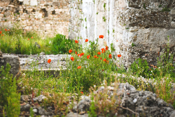Poppy red flower close-up view. White background, copy space available on the right. Galicia, Spain.