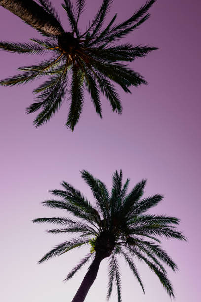 istock palm trees with sunset a beautiful sunset background 1481868857