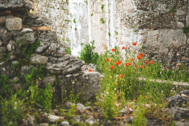 Poppy flowers