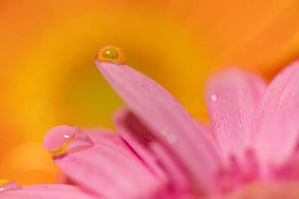 Water droplets on a flower taken with a macro lens