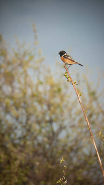 istock Little bird in a branch 1481872756