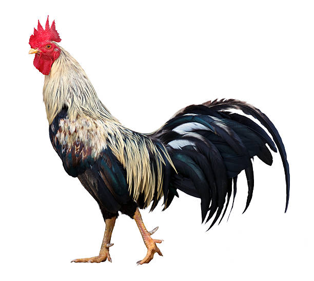 istock Thailand male chicken rooster isolated 148187349