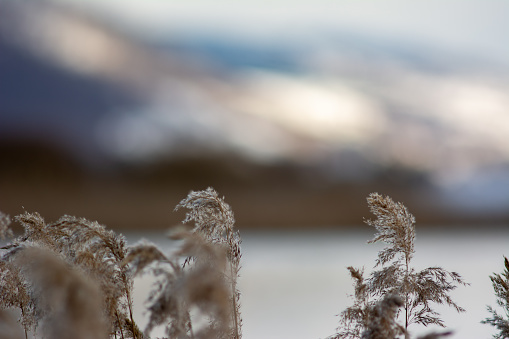 Pampas plant tops in nature with blurred lake and mountain background  in winter
