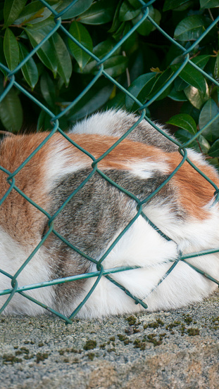 orange cat in a fence
